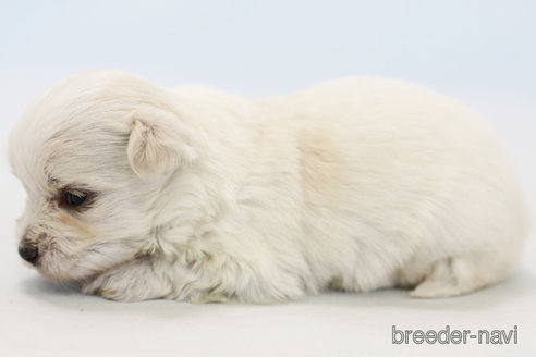 成約済の神奈川県のマルチーズ-296601の2枚目